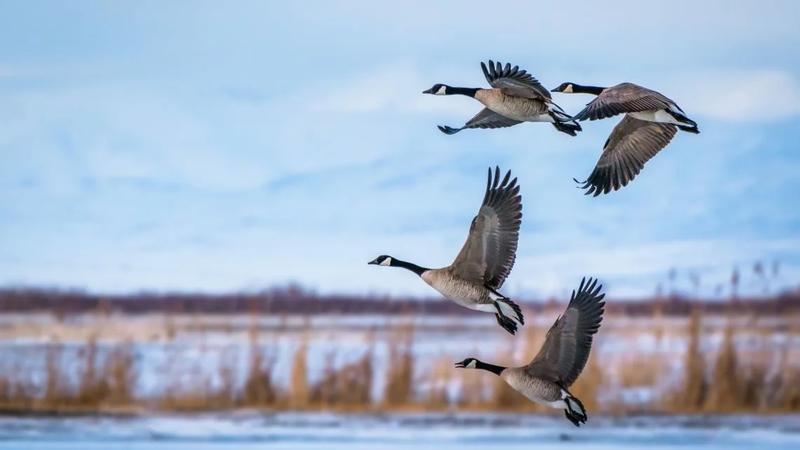 A photo of flying geese