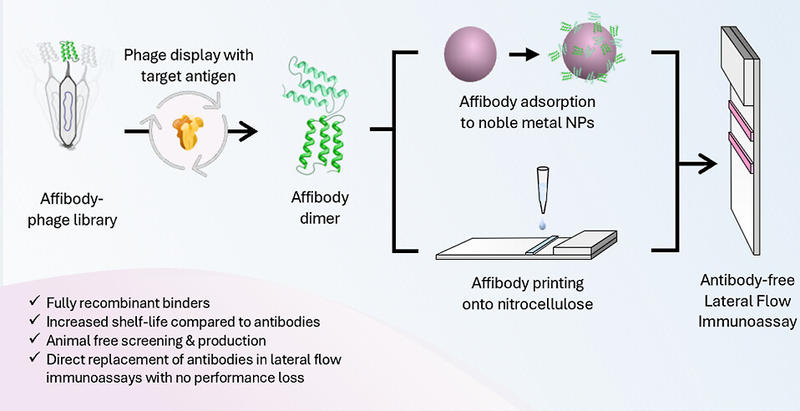 A diagram showing the process of developing antibody-free lateral flow immunoassays using affibodies. It illustrates phage display with target antigen to select affibody dimers, their adsorption to noble metal nanoparticles, and printing onto nitrocellulo A diagram showing the process of developing antibody-free lateral flow immunoassays using affibodies. It illustrates phage display with target antigen to select affibody dimers, their adsorption to noble metal nanoparticles, and printing onto nitrocellulo