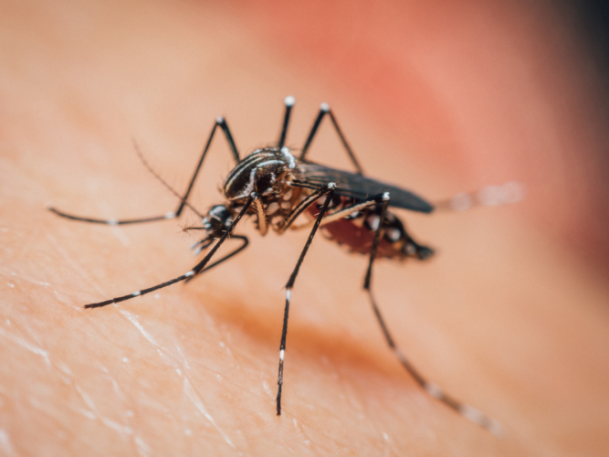 close-up photo of a mosquito on human skin