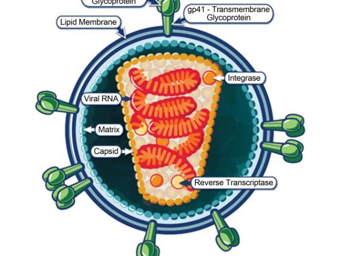 illustration depicts the ultrastructural morphology of the human immunodeficiency virus (HIV)