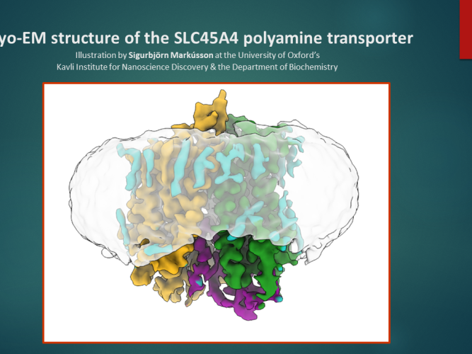 CryoEM structure of SLC454A illustration by S Markusson