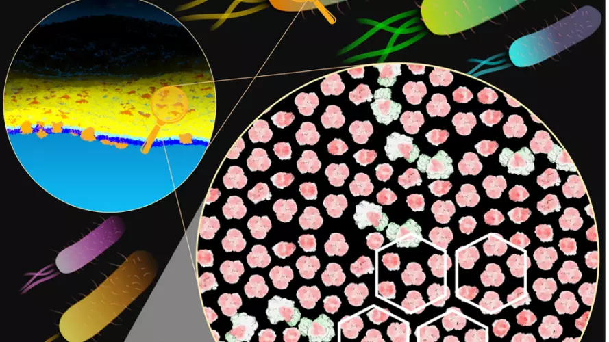 Magnified view of the E. coli outer membrane showing hexagonal clustering of proteins (red/green), alongside body armour for comparison. The black background represents lipids that are shared between neighbouring proteins. Figure kindly provided by Dheera