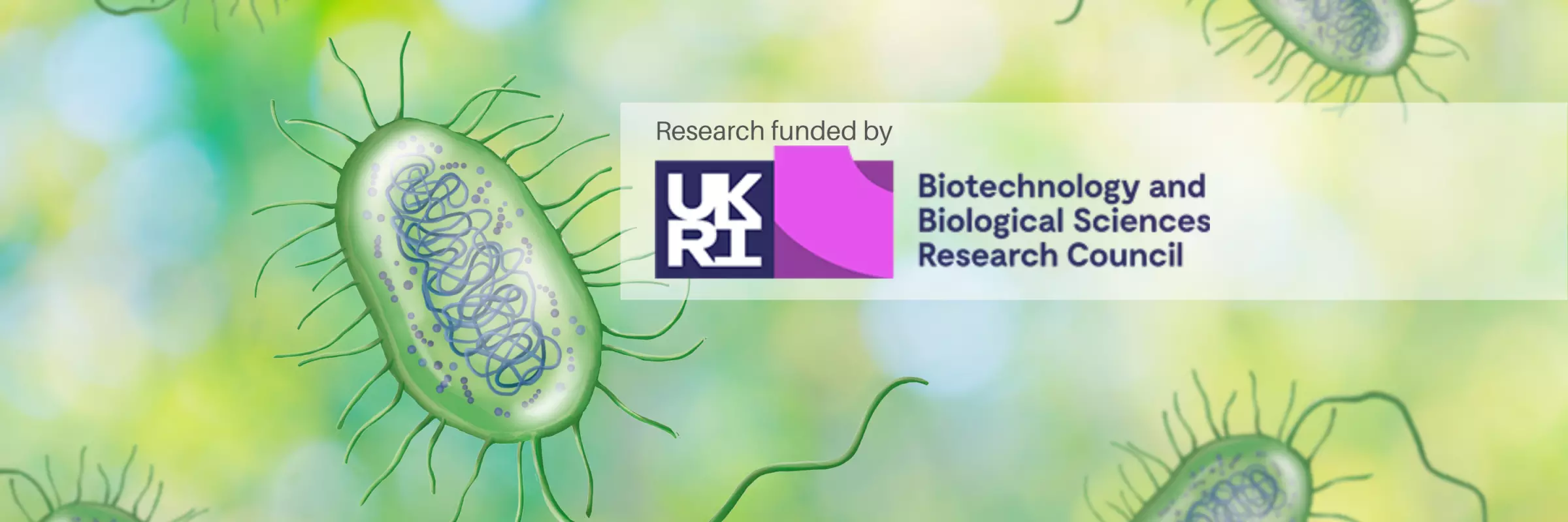 An illustration of Pseudomonas aeruginosa bacterium with the BBSRC logo